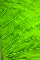 Green leaf for pattern or texture