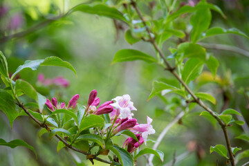 Bunch of kolkwitzia amabilis or linnaea amabilis flower in park with bokeh background. Pink flowers in spring