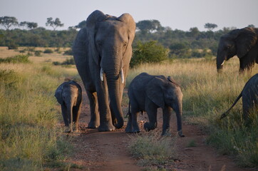 Fototapeta na wymiar Elefanten Familie