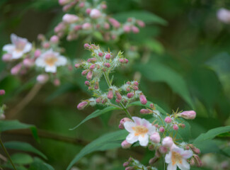 Defocused image of kolkwitzia amabilis or linnaea amabilis in park