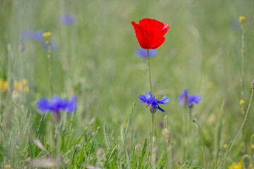 red poppies in the field