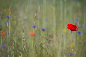 Obraz premium red poppy flowers in field