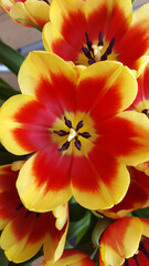 Fototapeta na wymiar Red and yellow tulips