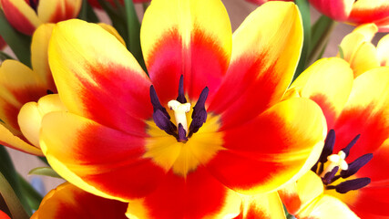 Red and yellow tulips