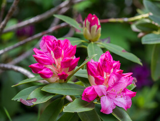 Beautiful bunch of rhododendron flowers with textured green leaves