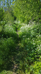 Narrow path bordered bij Cow Parsley (Anthriscus sylvestris)