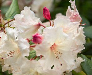 Beautiful bunch of rhododendron flowers with textured green leaves