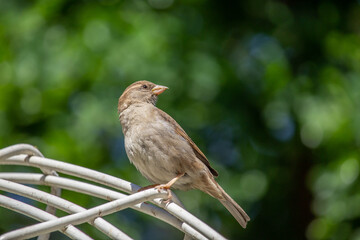 Sparrow(passer) perched on a fence with green bokeh background