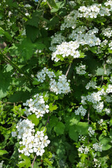 Twig of blossoming Hawthorn (Crataegus monogyna)