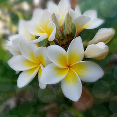 Fototapeta na wymiar Plumeria alba flowers on blur background
