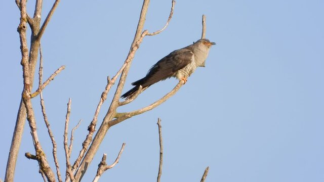 Kuckuck&nbsp;(Cuculus canorus)