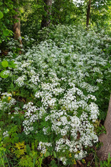 Group of flowering Cow Parsley (Anthriscus sylvestris) under trees