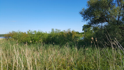 Reed field with willows along river Nieuwe Merwede, Biesbosch National Park, Netherlands