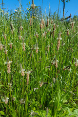 Flowers of Ribwort plantain (Plantago lanceolata)