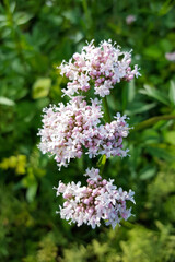 Flowers of Valerian (Valeriana officinalis)