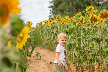 
little boy in a white t-shirt walks in a field of sunflowers