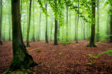 Obraz premium Beautiful foggy morning in green forest