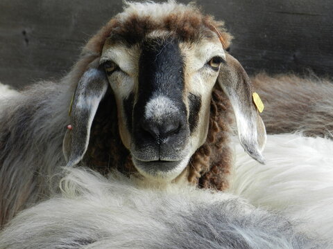 Portrait eines Schafs