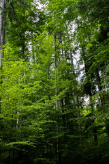 Very tall trees in the forest - view from down to top - bright green