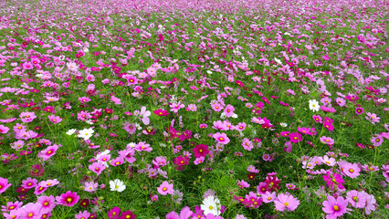 色とりどりコスモス