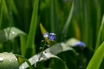 blue flower