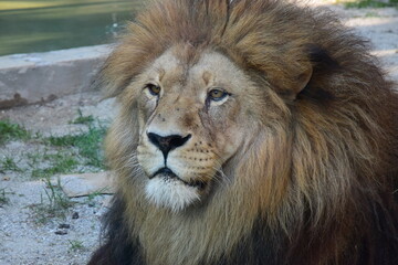 Obraz na płótnie Canvas Leone (Panthera leo)