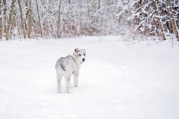 Central Asian shepherd in a snowy forest.cute puppy stands against the background of snow-covered trees.The white-and-gray dog turned to the camera