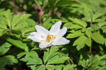 white flower on a background of green leaves.Primroses.drops on the petals.Spring flowers.