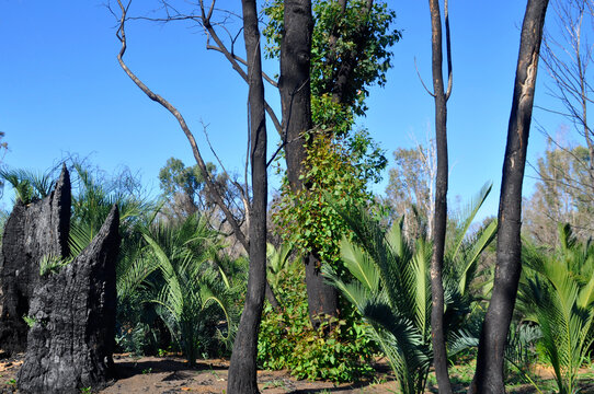 Regrowth After Australian Bush Fire