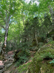 Hayedo abetal en el pirineo