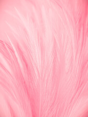 Beautiful abstract gray and pink feathers on white background,  white feather frame texture on pink pattern and pink background, feather, pink banners