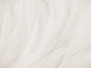 Beautiful abstract gray and white feathers on white background, soft brown feather texture on white pattern background, yellow feather background
