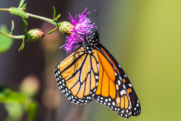 monarch butterfly on a flower