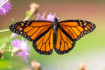 butterfly on pink flower