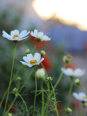 Cosmos  bipinnatus