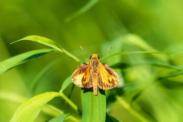 butterfly on leaf