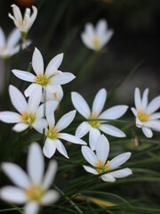 Zephyranthes