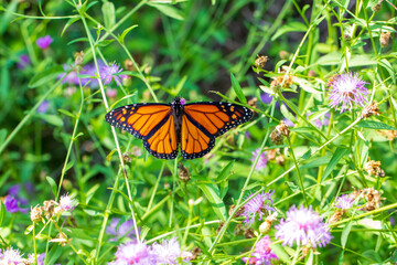 butterfly on a flower