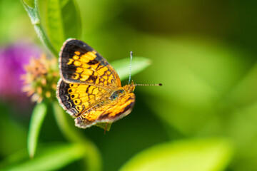 butterfly on leaf