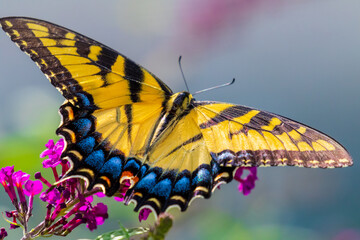 butterfly on a flower