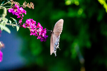 butterfly on flower