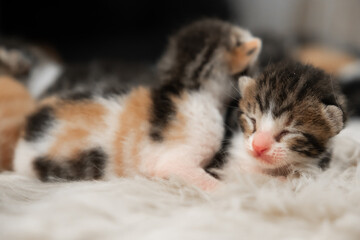 Newborn kittens.  Yellow, black and white tabby kittens. Kittens with eyes closed.