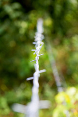 Aluminum wire. Sharp spikes of barbed wire in focus on blurred background..