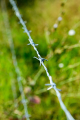 Aluminum wire. Sharp spikes of barbed wire in focus on blurred background..