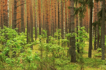 Fototapeta premium Meshchera, national Park Meshchersky. Meshcherskys forests. Ryazan region.