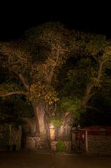 Cross visible inside the hollow 800 year Ombalantu baobab tree