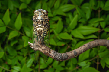 Japanese cicada - Graptopsaltria nigrofuscata, the large brown cicada, called aburazemi in Japanese. On dry branch. Isolated on background with green leaves. Close-up. Horizontal shot.