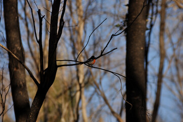 A scarlet robin in woodland