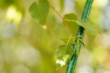 green birch tree leaves on the branch in sunny autumn garden