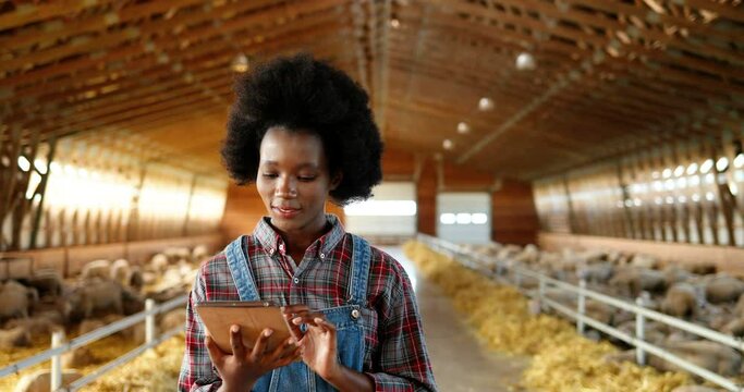 Young African American pretty woman using tablet device and walking in farm stable. Female farmer tapping and scrolling on gadget computer in shed. Going inside shed with livestock.